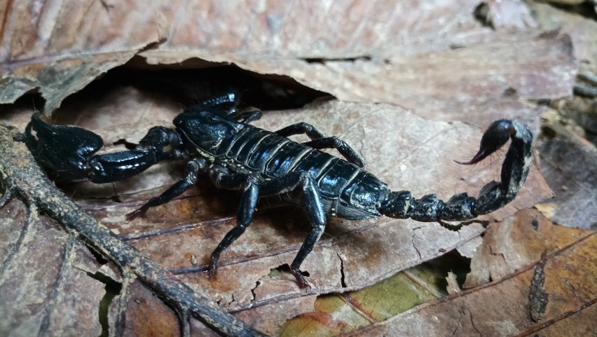 Skorpiony odpowiadają nawet za 5000 śmiertelnych ofiar...