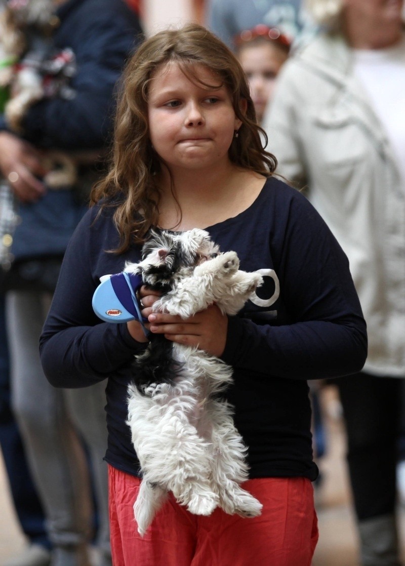 Mały psi celebryta w Galerii Łódzkiej [zdjęcia]