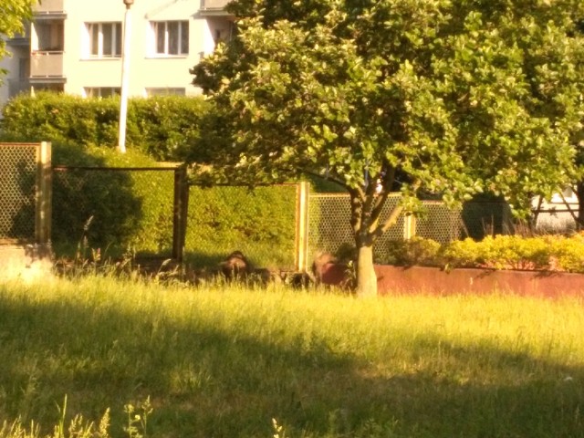 Dziki są znów aktywne w Zielonej Górze. "Dziś o 7:20 w Zielonej Górze koło komisariatu Policji na ul. Szarych Szeregów przywędrowały sobie z lasu 2 dziki" - napisał do nas Czytelnik i przesłał zdjęcia. Dziękujemy! Dziki w mieście już nikogo nie dziwią. Zaledwie kilka dni temu dwa dorodne dziki pojawiły się na ul. Łużyckiej. Pasły się między jezdniami. – Widziałem jak ekipa karetki pogotowia zatrzymała się i przeganiała dziki, żeby nie doszło do wypadku – informował mieszkaniec. Dziki ubiegłym roku spacerowały po trasie S3. Lubią też odwiedzać cmentarz. DZIKI SPACERUJĄ PO DRODZE S3 NA WYSOKOŚCI ZIELONEJ GÓRY [ZDJĘCIA]Zobacz też wideo: Niszczą uprawy, wybiegają na ulice