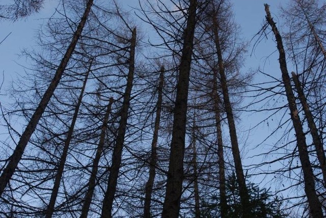 W okolicach Ustrzyk jest coraz więcej martwych modrzewi.