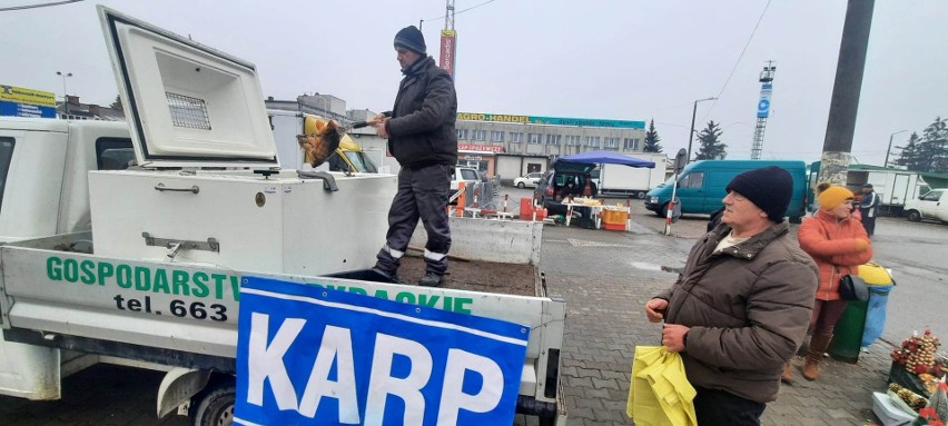 Karp już w sprzedaży na giełdzie w Sandomierzu! Cena za kilogram świeżej ryby na święta jest wyższa niż przed rokiem. Zobacz zdjęcia 