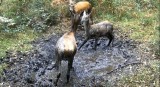 Szalone jelenie przyłapane podczas zabawy w lesie. Youtuber "Leśny kawaler" nagrywa zwierzęta i objaśnia ich zachowania. Zobacz nagranie!