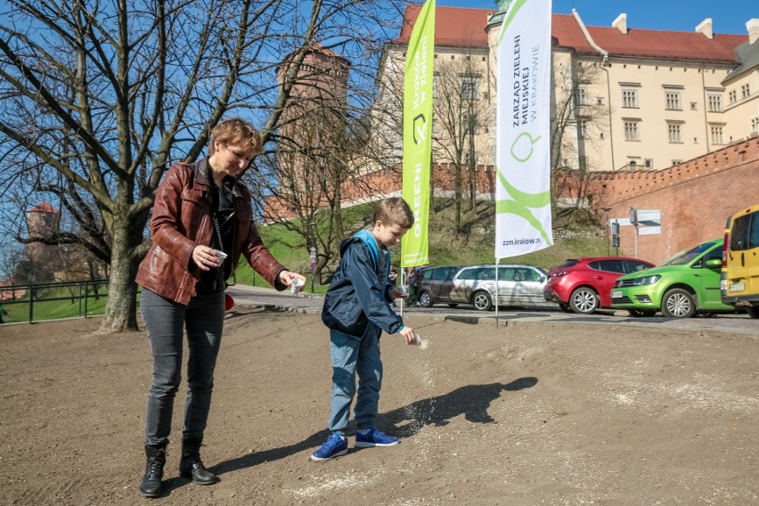 Na łące pod Wawelem posiali kwiaty poświęcone przez papieża [ZDJĘCIA]