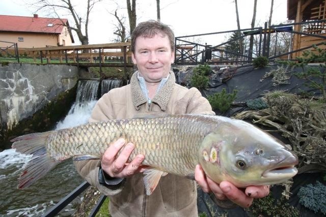 - Rekompensaty wodno – środowiskowe są nam niezbędne na utrzymanie środowiska naturalnego, dzikiej zwierzyny i lasów - mówi Grzegorz Wójcicki, właściciel 40-hektarów stawów w Budach koło Buska. Jak dodaje, drapieżniki powodują 50-procentowe straty w stawach.