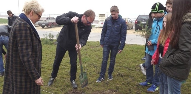 Drzewka sadził również  kazimierski wiceburmistrz Łukasz Maderak.