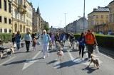 4. parada psów "Hau are you?" we Wrocławiu. Zobacz wrocławskie kundelki, które w sobotę przeszły ulicami miasta