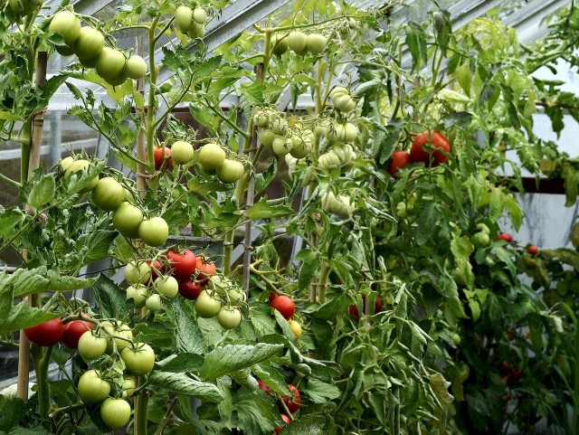 Z pomidorów wielkoowocowych, uprawianych pod osłonami należy usuwać dzikie pędy, zwane wilkami. Ale są także odmiany (m.in. koktajlowe), które mają krzewiasty pokrój. U nich boczne pędy pozostawia się.