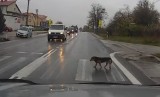 Pies z Bilczy koło Kielc robi furorę w Internecie. Zobacz wideo 