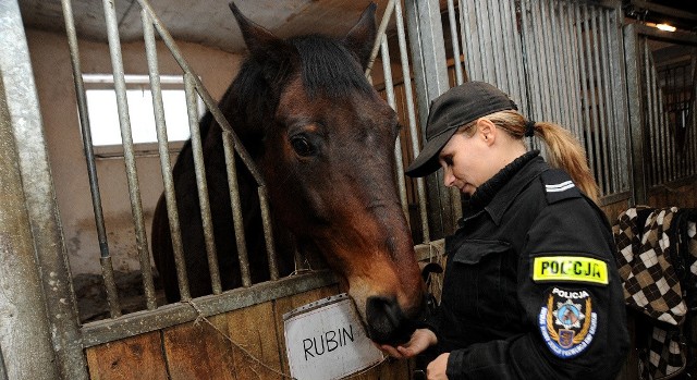 Między Rubinem a st. sierż. Agnieszką Kacprzak zawiązała się prawdziwa przyjaźń. Dzisiaj koń-policjant został zabrany do nowej właścicielki.