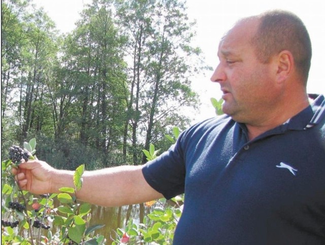 Krzewy aronii pokryte są grubą warstwą kurzu. &#8211; Owoce nie nadają się do spożycia &#8211; ocenia Lech Myszkowski z Poddubówka. &#8211; A na pewno nie są ekologiczne.