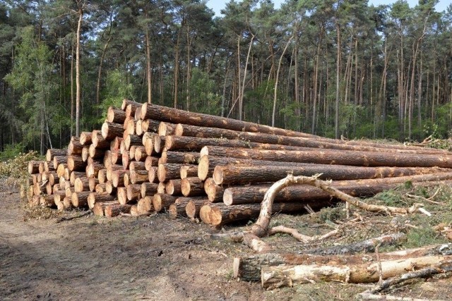 Wypadek podczas wycinki lasu w województwie łódzkim.