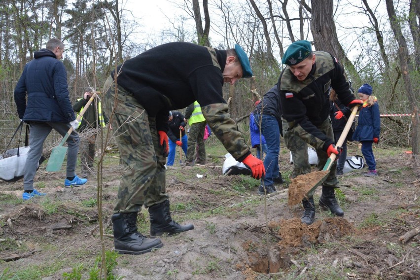 Akcja sadzenia 700 drzew na 700-lecie Sulechowa
