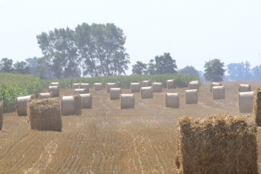 Kombajny pracują na polach. Na Kujawach i Pomorzu trwają żniwa [zdjęcia]