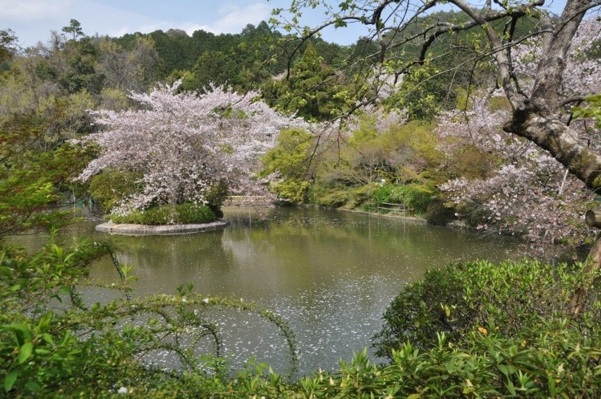 Piękne japońskie wiśniowe święto Hanami. Wciąż trwa!