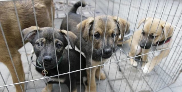 Porzucone psy i koty z gminy Czechowice-dziedzice trafiają do Schroniska dla Bezdomnych Zwierząt w Bielsku-Białej.