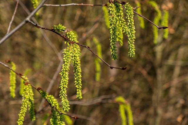 Wiosenny sezon pylenia drzew rozpoczyna leszczyna, która już w styczniu budzi się do życia. Najwięcej pyłków leszczyny unosi się w powietrzu w lutym, mogą jednak wystąpić już w styczniu.
