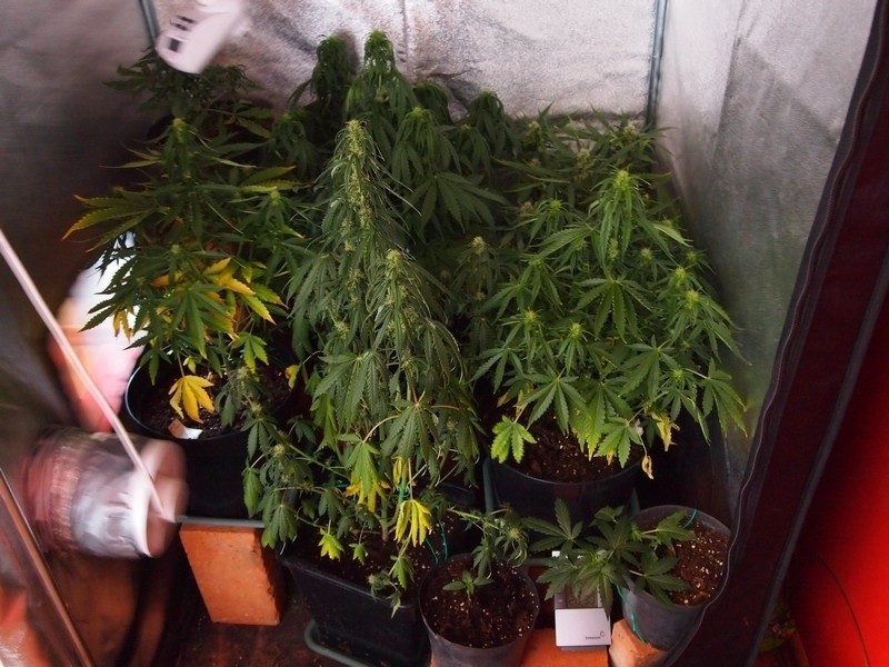Powiat śremski: 24-latek uprawiał marihuanę w szafie