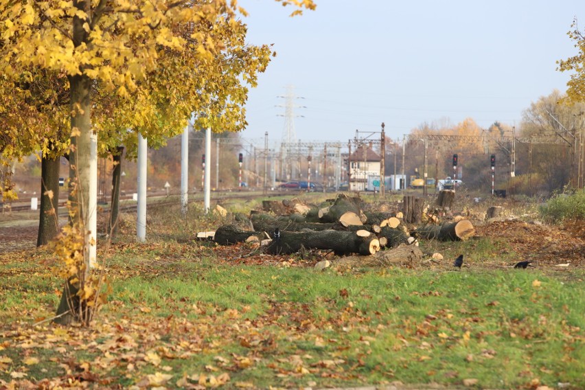 Zniknęło 39 drzew ze stacji Łódź Chojny. PKP PLK wycina drzewa wzdłuż torów. Kolejne 312 ma iść pod topór przy Teofilowie 14.11.2019