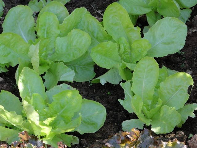 Jeśli na ogród jest zacieniony, to nie znaczy, że musimy rezygnować z uprawy warzyw i ziół.