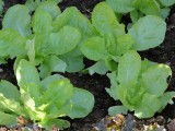 Uprawa warzyw w ogrodzie. Sprawdź, jakie warzywa urosną w cieniu