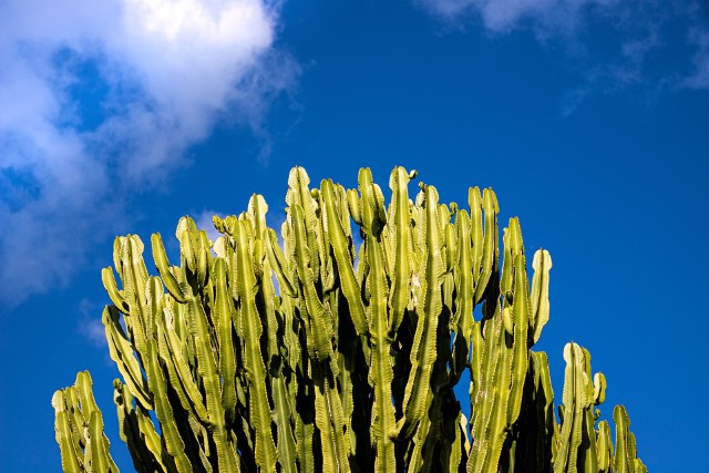 Wilczomlecz Niektóre wilczomlecze przypominają kaktusy, inne uprawiamy ze względu na kolorowe "kwiaty".