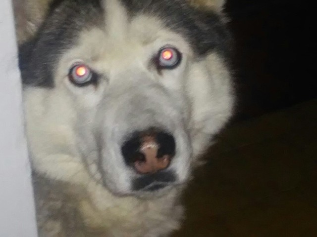 20 kwietnia zaginął pies rasy husky. Srebrno-biały, nie miał obroży. Na prawej łapie wygolona sierść i brązowe przebarwienie.