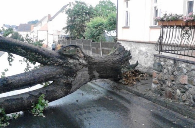 W Cedyni na ulicę spadło drzewo.