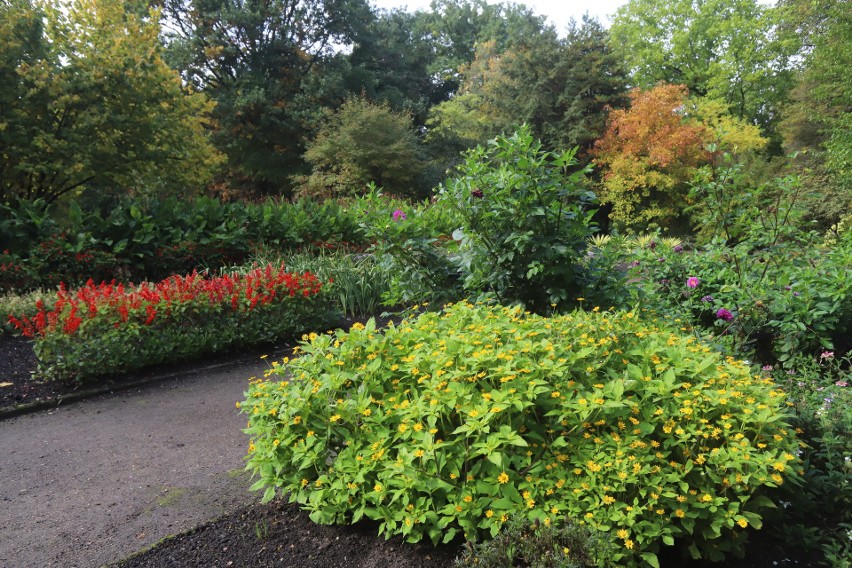 Ogród botaniczny w Zabrzu. Spacer po jesiennym ogrodzie zapewni niepowtarzalne wrażenia