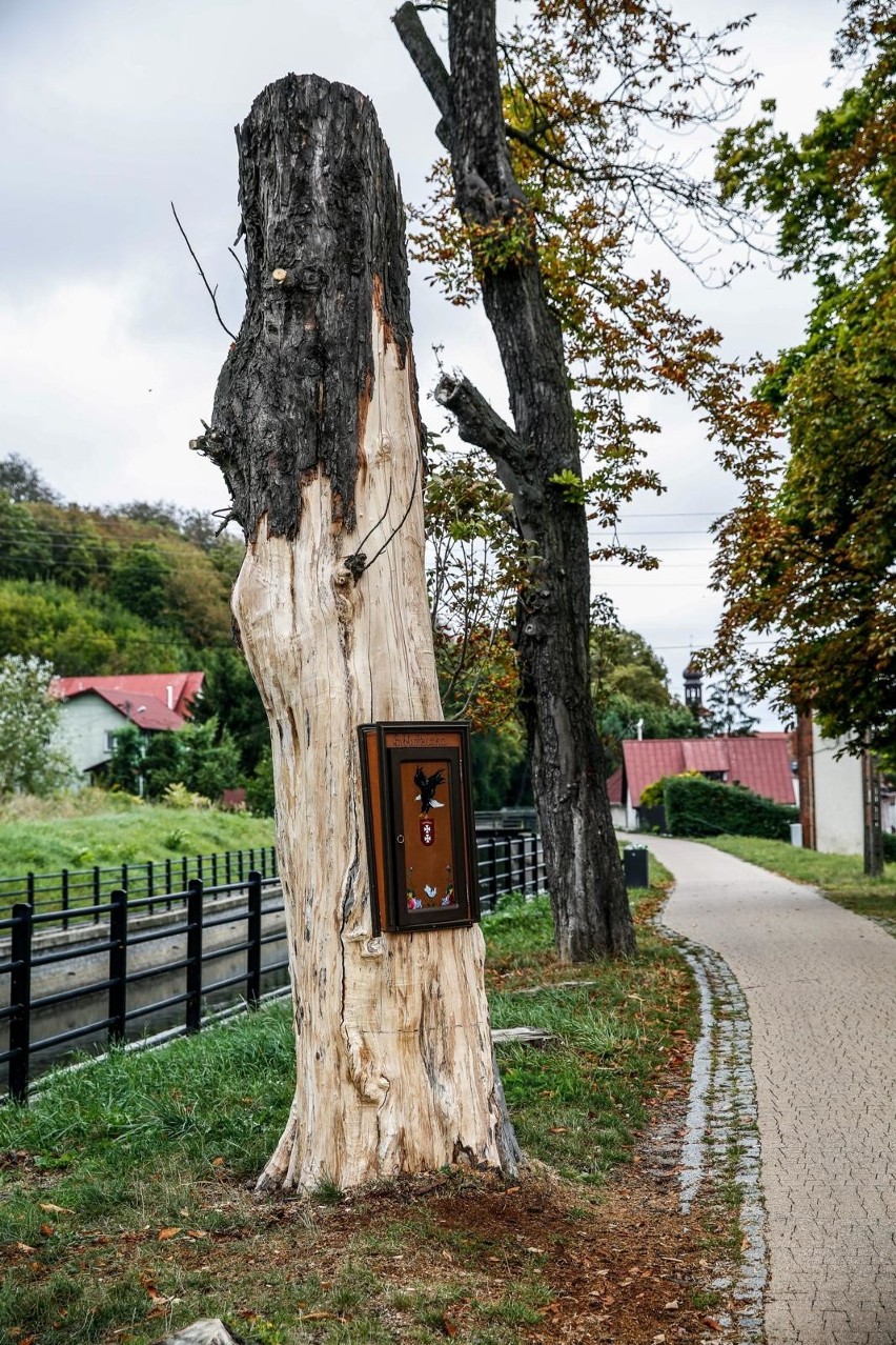 Biblioteka powstała w starym uschniętym kasztanowcu.