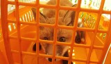 Mieszkańcy Bierawy torturowali lisa, by zemścić się za kradzież kur. Dostali sześć miesięcy więzienia w zawieszeniu na dwa lata