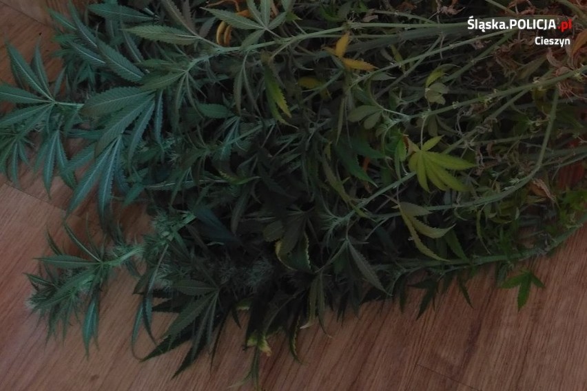 Domową hodowlę marihuany odkryto u mieszkańca Cieszyna