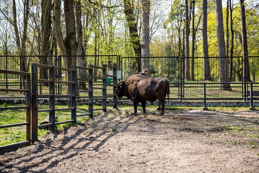 Białostocki Akcent ZOO