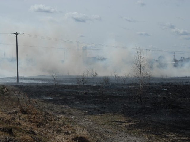 Kilka dni temu pisaliśmy o płonących trawach przy ostrołęckiej obwodnicy. Problem jest wciąż aktualny.