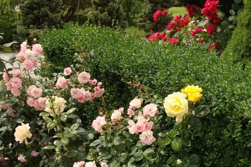 W rajskim ogrodzie nie powinno zabraknąć róż - zarówno...