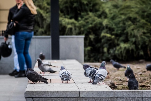 Dokarmianie gołębi to problem, który występuje na terenach wielu bydgoskich spółdzielni.