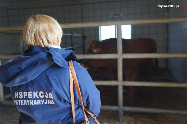 O znęcaniu się nad zwierzętami świadczy dokumentacja z oględzin i kontroli, a także zeznania około 20 świadków