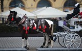 KSOZ pisze do Łukasza Gibały ws. przeprowadzenia referendum lokalnego. Chodzi o dorożki