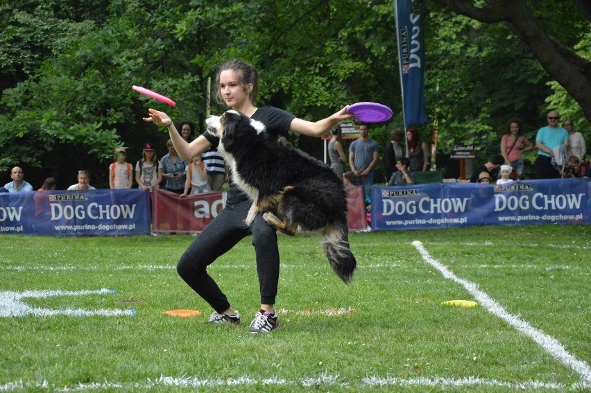 Zawody dogfrisbee czyli Dog Chow Disc Cup 2016 w parku...