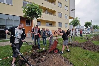 Sadzenie katalp na os. Piastów Fot. Anna Kaczmarz