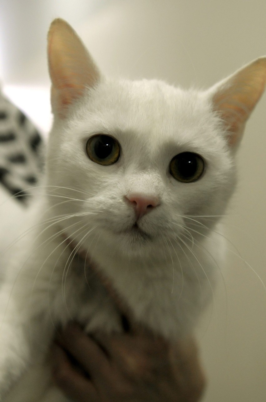 Koty do adopcji: W poniedziałek przyjdź do lubelskiego schroniska dla zwierząt (FOTO) 