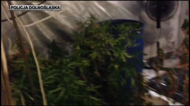 Policjanci zlikwidowali kolejną plantację marihuany 