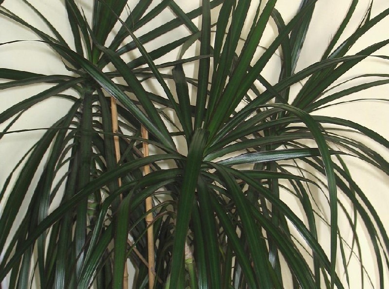 Dracena
Dracena poradzi sobie nawet w trudnych warunkach