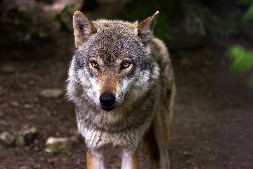 W Polsce jest coraz więcej wilków, także na Pomorzu. Nic...