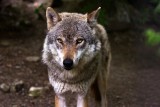 Coraz więcej wilków w naszych lasach. Boimy się ich, czy już nie. Komu wilki przeszkadzają... (ZDJĘCIA, WIDEO) 