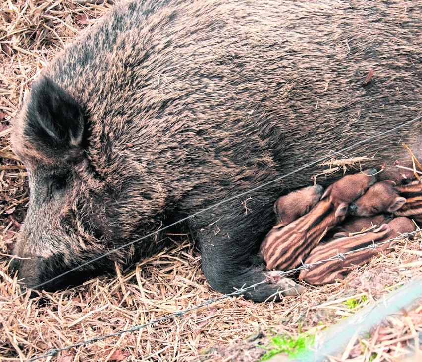 Dumna (i trochę zmęczona) mama ze stadkiem warchlaków