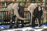 Gdańskie ZOO budzi się do życia. Zwierzęta wyczuły nadchodzącą wiosnę i przechadzają się po ogrodzie [zdjęcia]