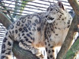 Pantery śnieżne w zoo w Chorzowie: Śląski Ogród Zoologiczny ma nowe piękne zwierzęta [ZDJĘCIA]