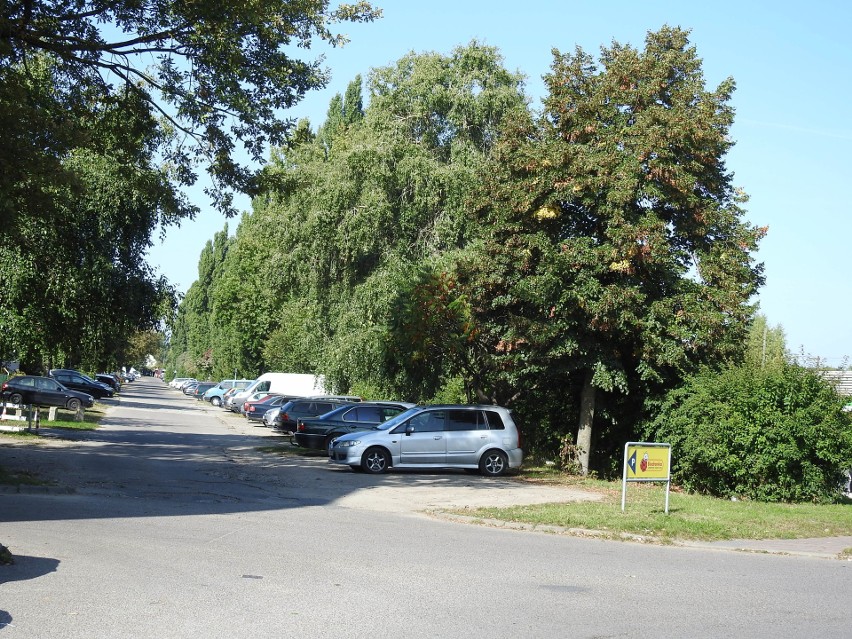 Tak wygląda zieleń wzdłuż ul. Towarowej i Mieszka I.