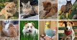 PUPIL ROKU 2023 Zobacz psy, koty i inne zwierzaki, które dotychczas zdobyły najwięcej głosów. Możesz jeszcze zgłosić swojego zwierzaka!