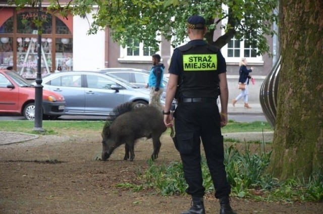 Zwierzęta systematycznie przemierzają Trójmiasto